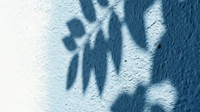 A leafy shadow falls on a textured wall outdoors in daytime.
