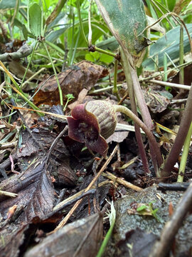ウスバサイシン（Asarum sieboldii Miq）：茎の付け根から咲く暗紫色の花／日本長野県の八千穂高原・5月