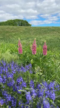 Meadow lupine and veronica prostrata in the grass, vertical video.