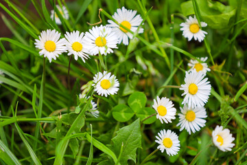 Fototapeta premium Small forest daisies with thin white petals and bright yellow centers bloom abundantly among lush green grass.