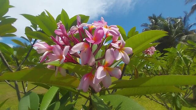 Tropical Pink Plumeria Flowers with Green Leaves Under Bright Sunlight