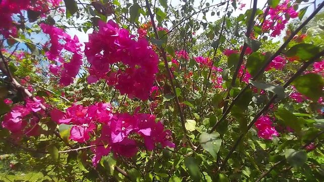 Pink Bougainvillea in Papua Indonesia