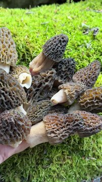 Handful of Freshly Foraged Morel Mushrooms Over Green Moss Background