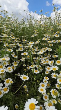 Abundant Daisies and Green Grass in a Natural Landscape, Portrait