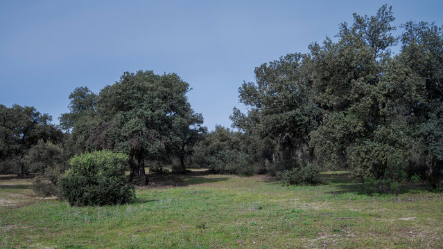 Holm Oak forest  in Monte del Pardo, Madrid, Spain, featuring green-covered hills and scattered trees. The area is known for its extensive oak forests and rich biodiversity