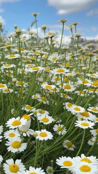 Portrait Close-up of Many Chamomile Flower Heads