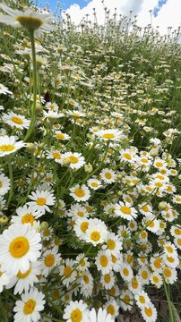 Wild Meadow with Daisies and Purple Vetch, Vertical Shot