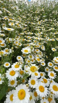 Wildflowers Growing in an Overcast Summer Field, Vertical