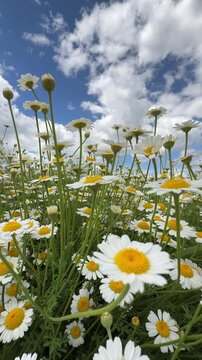 Mobile-Friendly Image of a Dense Chamomile Field