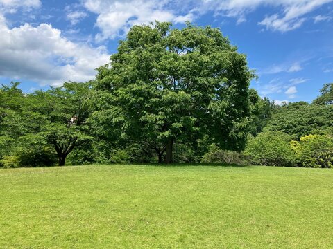 平原に立つ大木