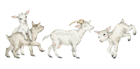 Watercolor cute white goats and lambs © Kate K.