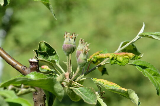 Young developing apple fruits and deformed tree leaves damaged by pest aphids