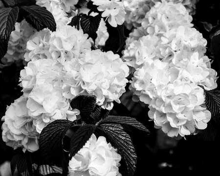 black and white Japanese snowball flowers. Adoxaceae deciduous shrub native to Japan