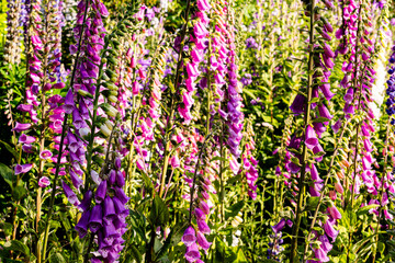 Obraz premium field with Purple Foxglove flowers classic favorite in an English style country garden