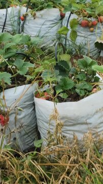 Vertical video. Lush strawberry plants with ripe red berries growing in raised white bags on a well-maintained organic farm with green foliage all around. Berry farming concept