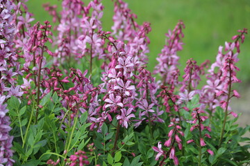 Fototapeta premium Dictamnus albus. Diptam known as burning bush or fraxinella.