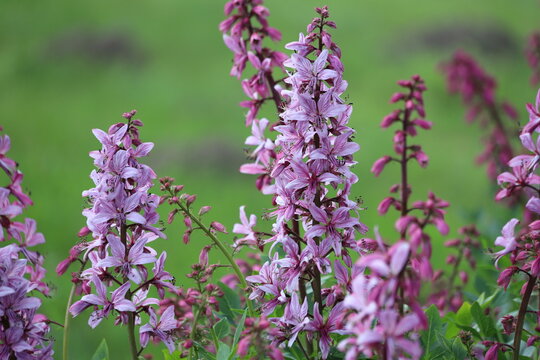 Dictamnus albus. Diptam known as burning bush or fraxinella.