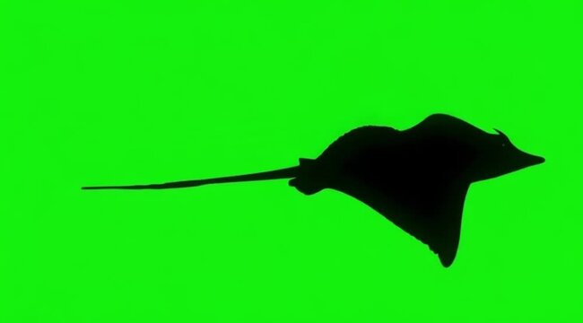 Silhouette Video of a stingray fish are swimming on the meddle of the screen in green screen background