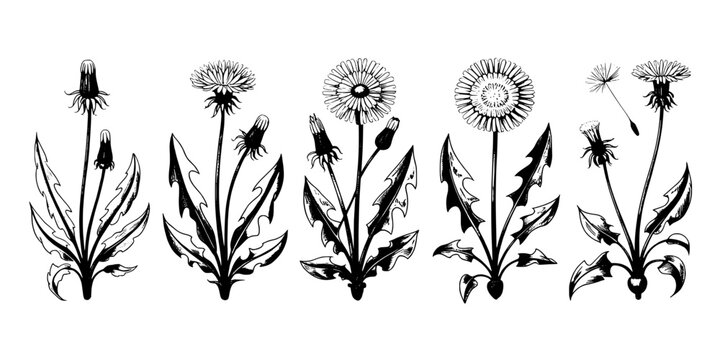 Flower botanical doodles set with dandelion seed heads and leaves, monochrome sketch style for wallpaper and decor