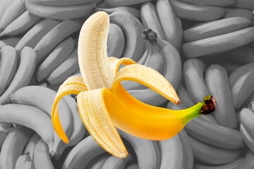 A vibrant banana peel revealing a ripe banana against a monochrome background of bananas. This contrasting image highlights freshness and vitality, perfect for themes related to nutrition . © Kittiphan