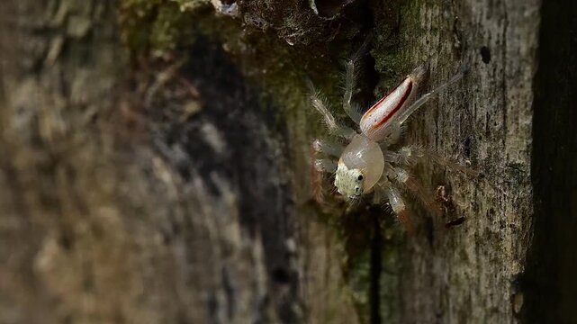 Natural macro scene featuring Telamonia dimidiata moving gracefully across rough wooden outdoor environment closely
