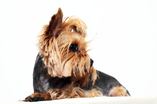 Yorkshire Terrier