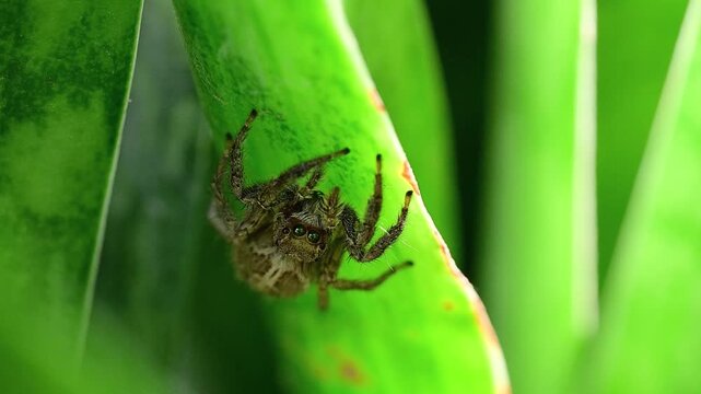 A sharp, extreme macro photograph captures a pantropical jumping spider actively moving its furry pedipalps on a bright green leaf.
