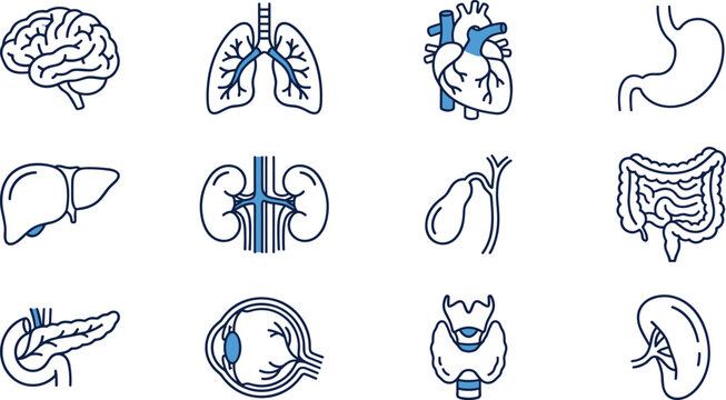 Human internal organs medical anatomy line vector icon set featuring brain lungs heart stomach liver kidneys gallbladder intestine pancreas eye thyroid spleen healthcare biology.