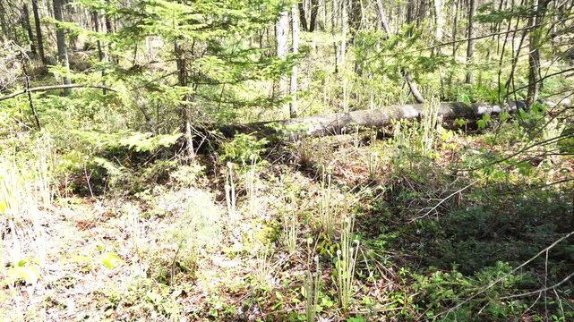 Sunlit forest floor in spring featuring wild fiddlehead ferns emerging near a fallen log and evergreen trees