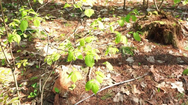 Young deciduous saplings with bright green leaves grow through a forest floor covered in brown pine needles and dry autumn foliage under dappled sunlight