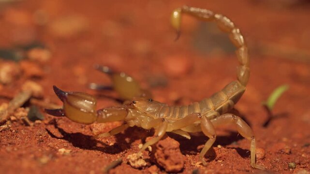 Australian Scorpion Hunting And Catching Moth On Red Sand At Night, Macro Shot