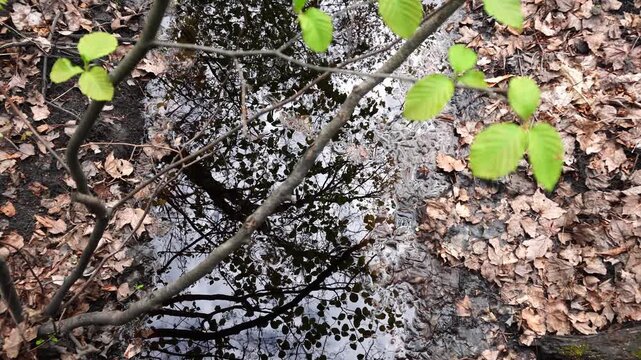 High angle view of a dark muddy puddle reflecting tree silhouettes, surrounded by dry autumn leaves and fresh green spring sprigs