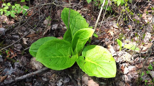 Vibrant green skunk cabbage leaves emerge from a forest floor covered in dried leaves, twigs, and debris during spring