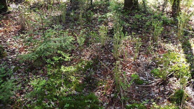 A sunny forest floor featuring emerging fiddlehead ferns, young coniferous trees, and green moss among fallen autumn leaves during springtime