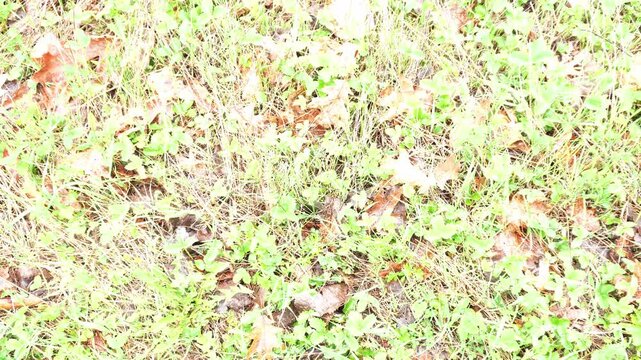High angle view of a garden floor covered in a mix of green clover, dry yellow grass, and brown fallen autumn leaves under bright overexposed lighting