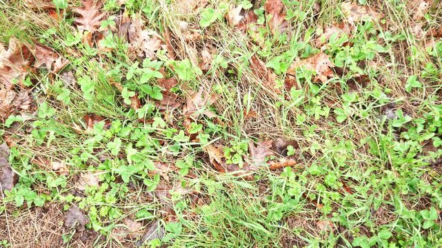 Aerial full frame view of mix seasonal vegetation featuring green grass blades, clover leaves, and scattered dry brown autumn oak leaves on the forest floor