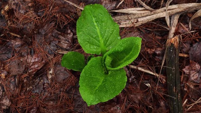 Overhead shot of vibrant green skunk cabbage leaves emerging from a wet forest floor covered in brown pine needles and decaying leaves