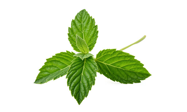 Mint leaf peppermint sprig isolated on a transparent background for culinary design and herbal aroma concepts