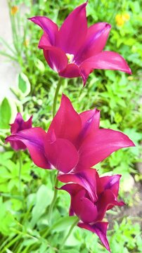 Pink flowers background. Beautiful pink flowers sway slowly in the wind in slow motion.
