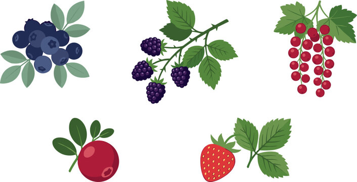 Fresh Forest Berry Vector Set with Blueberry Blackberry Redcurrant Cranberry and Strawberry Branches for Healthy Food and Organic Product Designs