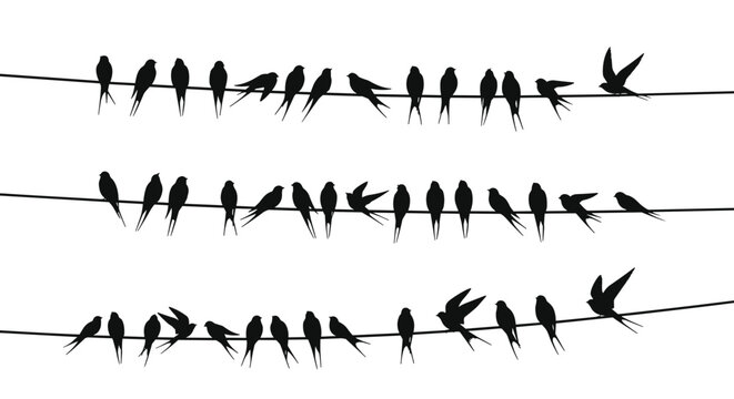 Silhouette of many birds perched together on power lines against a plain white sky background representing nature in an urban environment.