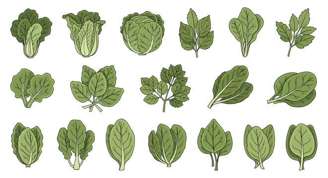 Large variety of green leafy vegetables such as lettuce, spinach, and kale for healthy eating, vegetarian diet, and nutrition concepts.