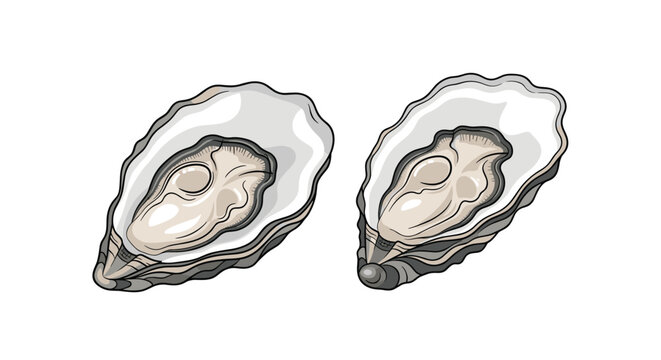 Pair of fresh open oyster shells displaying succulent seafood meat isolated on a clean white background illustration.