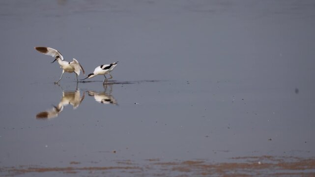 Black and white avocet birds walking in shallow water with reflections at Nadabet wetland Gujarat India