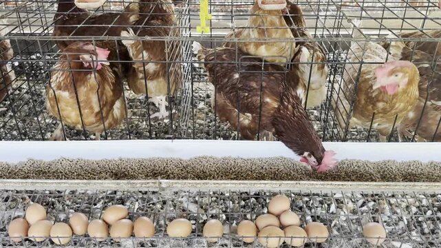 Rows of laying hens inside a commercial egg farm demonstrating large-scale agricultural production.