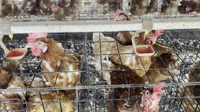 Egg production line in a commercial chicken farm showing efficient agricultural processes.