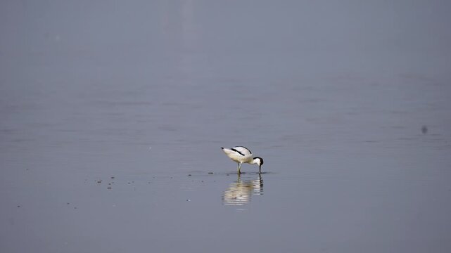 Black and white avocet birds walking in shallow water with reflections at wetland Gujarat India