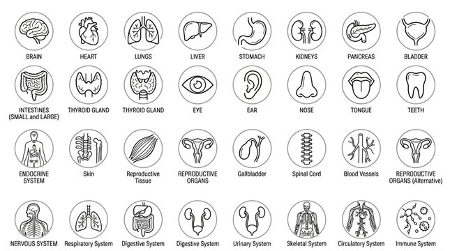 Human organs line icon set, medical symbols