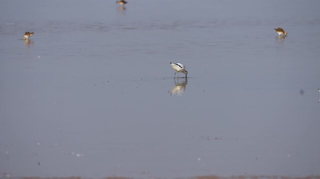 Black and white avocet birds walking in shallow water with reflections at wetland Gujarat India