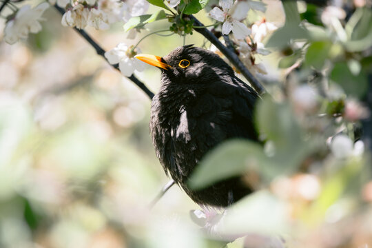 Blackbird male on a branch of blooming cherry tree, close up